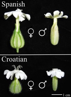 Alpandino :: Sex at high altitudes: plant reproduction :: Protogyny